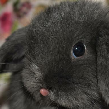 Ogłoszenie - Króliczek, królik minitaturka. Królik mini lop. Hodowla zare - 380,00 zł