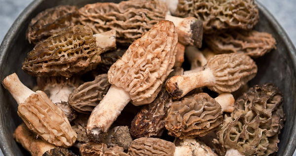 Ogłoszenie - Świeże grzyby Smardz jadalny (Morchella) 1 kg. - 450,00 zł