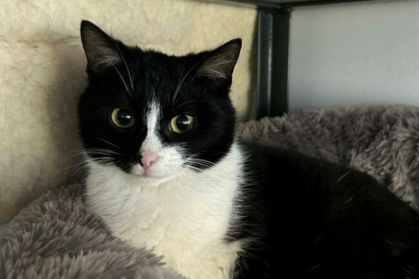 Ogłoszenie - Noel - kocię ur. 07.2022 roku; grzeczny i nienachalny