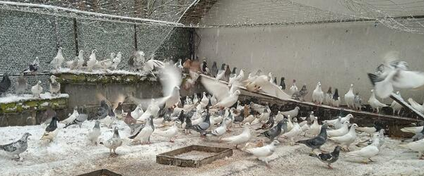 Ogłoszenie - Sprzedam Gołębie LOT 150 sztuk. TEL/ 692-501-613 - 500,00 zł