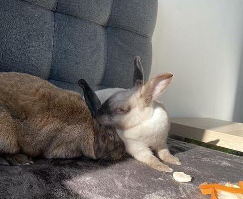 Ogłoszenie - Kroliki miniaturki