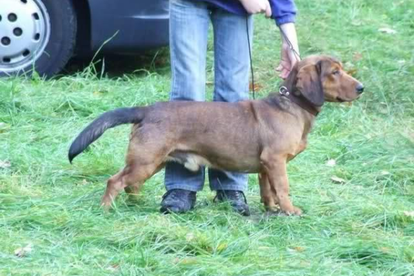 Ogłoszenie - Poszukiwany Pies! Zaginął w Karpnikach