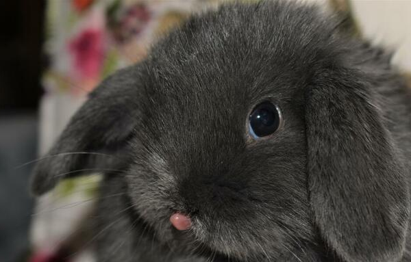 Ogłoszenie - Króliczek, królik minitaturka. Królik mini lop. Hodowla zare - 380,00 zł