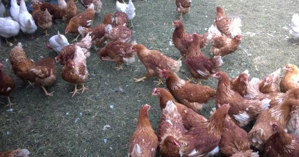 Ogłoszenie - SPRZEDAM Młode kury nioski - dostawa gratis - 20,00 zł