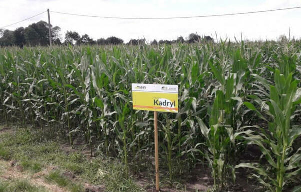 Ogłoszenie - Nasiona kukurydza Kadryl FAO 270-280 na ziarno kiszonkę - 345,00 zł