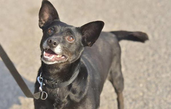 Ogłoszenie - Murzynek_ mały, czarny piesek.