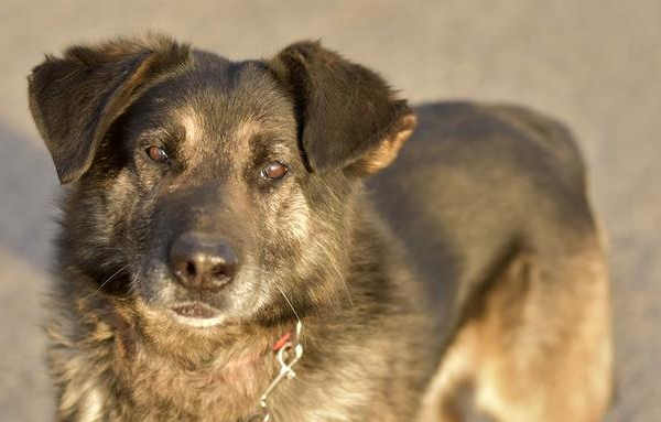 Ogłoszenie - Karim_to miły, serdeczny i przyjaźnie nastawiony do ludzi.