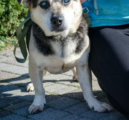 Ogłoszenie - Bazyl-niedowidzący staruszek marzy o ciepłym domu