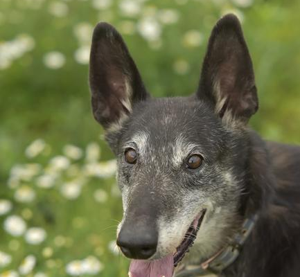 Ogłoszenie - Mira_ prawdziwa psia dama. Adopcja.