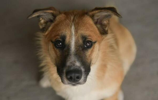 Ogłoszenie - Lato, Lokaj i Lasso_ kontaktowi, weseli.