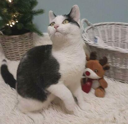 Ogłoszenie - Młodziuteńki cudowny przytulak kochający ludzi szuka domku