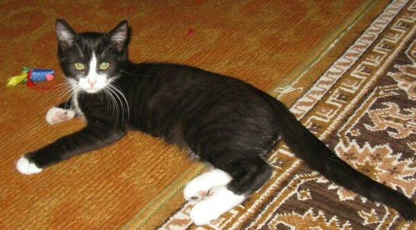 Ogłoszenie - Łagodny elegant Adaś 9 mies.