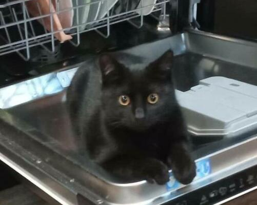 Ogłoszenie - Śliczny cudowny kociak czeka na wymarzony domek