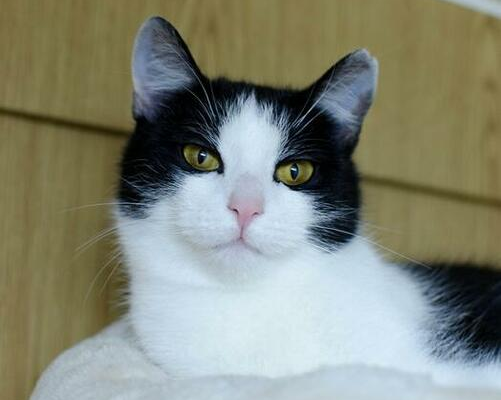 Ogłoszenie - FREJA. 9 -miesięczna kocia piękność czeka na dom.