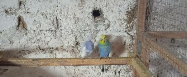 Ogłoszenie - Papużki faliste 2022 - 20,00 zł