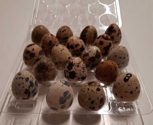 Ogłoszenie - Jaja lęgowe przepiórki japońskiej - 9,00 zł