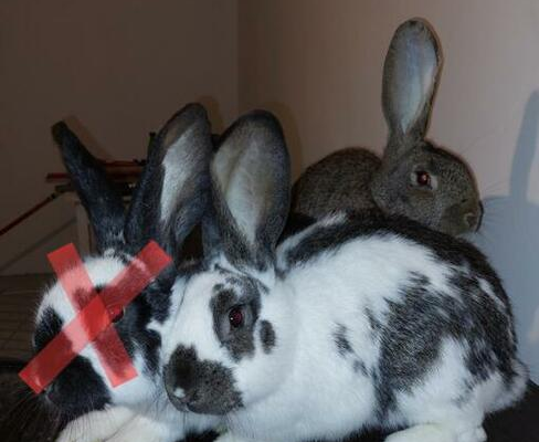 Ogłoszenie - Sprzedam Króliki SAMCE Mieszańce Belg/Srokacz - 30,00 zł