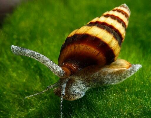 Ogłoszenie - Helenka, na ślimaki - 4,50 zł