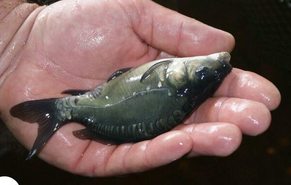 Ogłoszenie - Węgorz europejski(narybek, ryby, transport, kurier, karp, - 1,00 zł