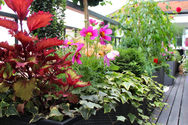 Ogłoszenie - Praca przy zbiorze pieczarek - 4 000,00 zł