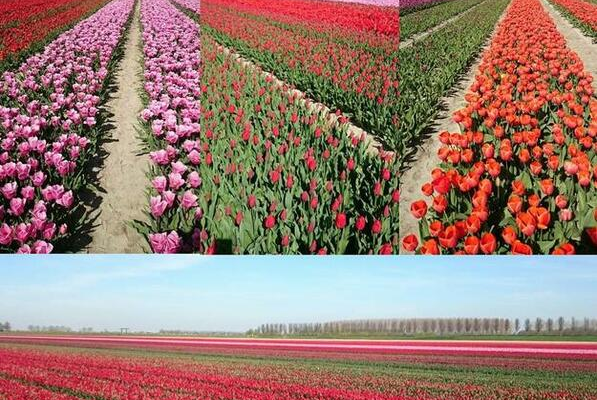 Ogłoszenie - Pracownik agrarny - Holandia / 11.75 euro/h - 10 000,00 zł