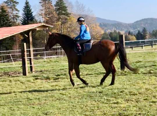 Ogłoszenie - Piękny walach niemiecki koń sportowy - 17 000,00 zł