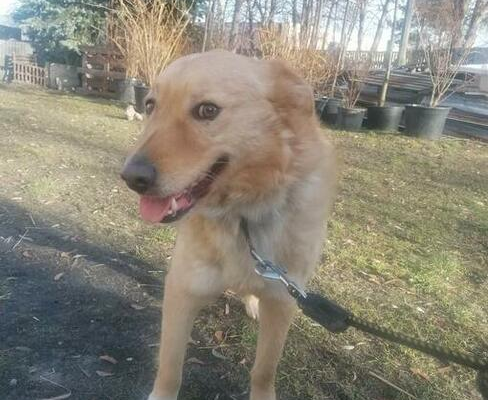 Ogłoszenie - Młody psiak szuka PILNIE domku pełnego miłości