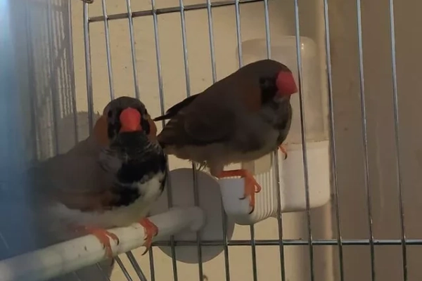 Ogłoszenie - Papużki faliste 2022 - 20,00 zł