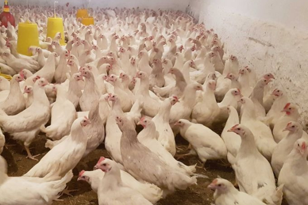 Ogłoszenie - Kury nioski biała Tetra - Nakło nad Notecią - 30,00 zł