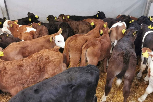 Ogłoszenie - POLSKIE Byczki Jałówki MM NCB HF 50-100 KG - Chojnice - 650,00 zł