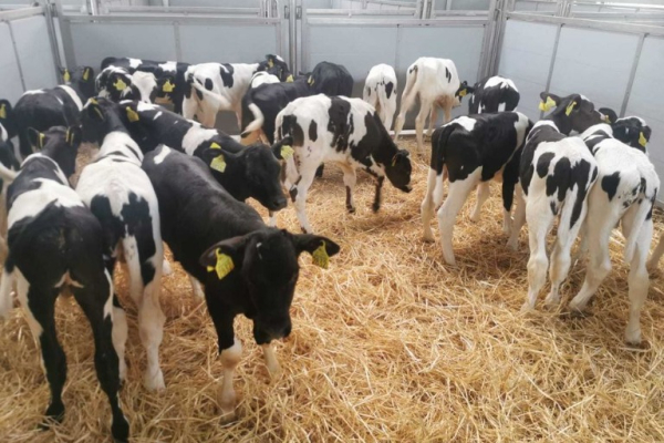Ogłoszenie - POLSKIE Byczki Jałówki MM NCB HF 50-100 KG - Chojnice - 650,00 zł