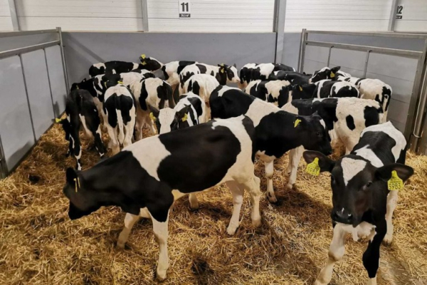 Ogłoszenie - POLSKIE Byczki Jałówki MM NCB HF 50-100 KG - Chojnice - 650,00 zł