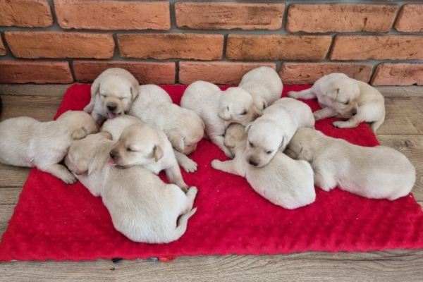 Ogłoszenie - Labrador retriever szczenięta - Opoczno - 1 800,00 zł