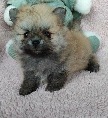 Ogłoszenie - SZPIC MINIATUROWY POMERANIAN PIĘKNE SZCZENIĘTA - 2 500,00 zł