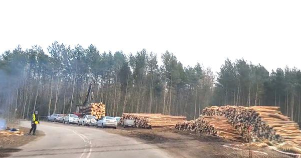 Ogłoszenie - Wycinka Skup lasu na Pniu Sosna Świerk...