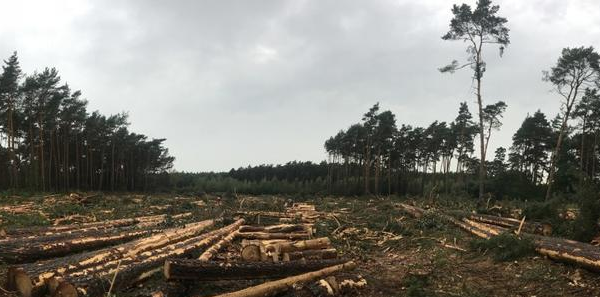 Ogłoszenie - Wycinka Skup lasu na Pniu Sosna Świerk Brzoza Olcha