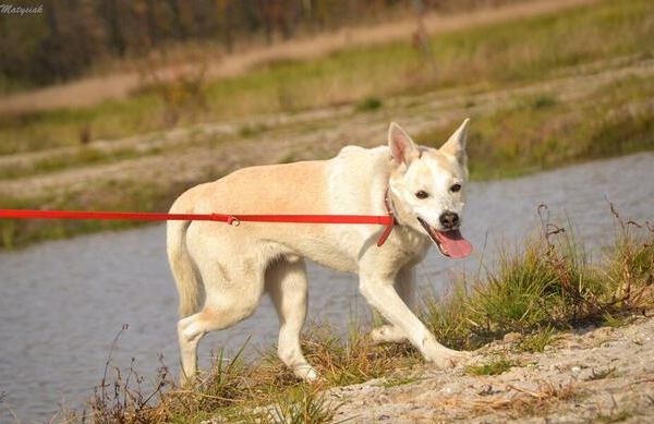 Ogłoszenie - Nasz piękny Tic 10 rok czeka już na dom...
