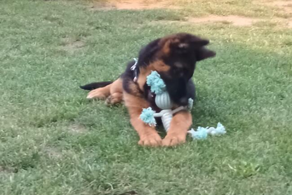 Ogłoszenie - Szczenięta Owczarka Niemieckiego krótkowłosego - 2 500,00 zł