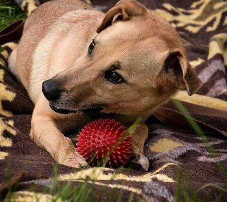 Ogłoszenie - PILNY DOM Zgrywus to pierwszy pies przyjęty do schroniska