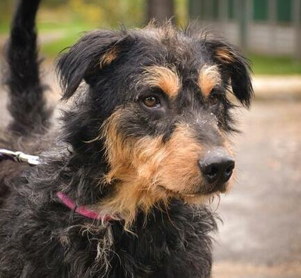 Ogłoszenie - Bruno piękny pies w typie nie łatwiej rasy niemieckiego teri