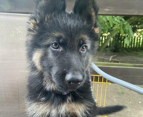 Ogłoszenie - Owczarek Niemiecki - 2 000,00 zł