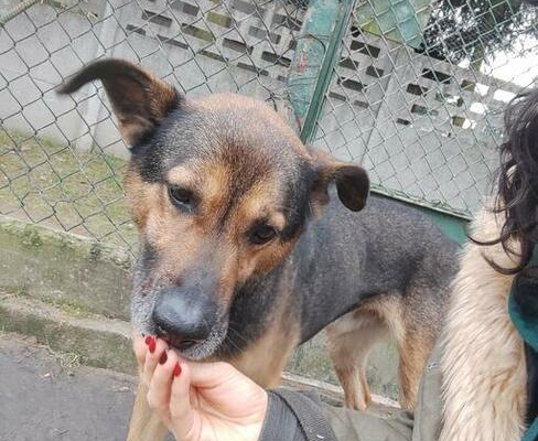 Ogłoszenie - Nano w swoim życiu nie miał łatwo