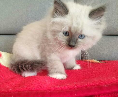 Ogłoszenie - Kot syberyjski Neva gotowy do odbioru - 2 300,00 zł