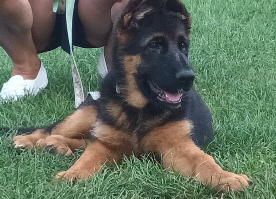 Ogłoszenie - Szczenięta Owczarka Niemieckiego krótkowłosego ZKwP FCI - 2 500,00 zł