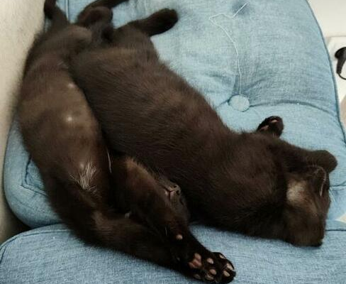 Ogłoszenie - Marchewka i Groszek to ok 3 mies. szczęścia do adopcji
