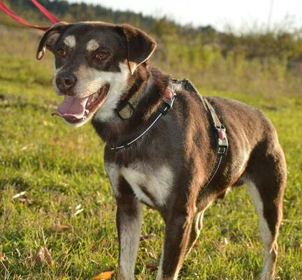 Ogłoszenie - Do odpowiedzialnej adopcji - Pimpuś!