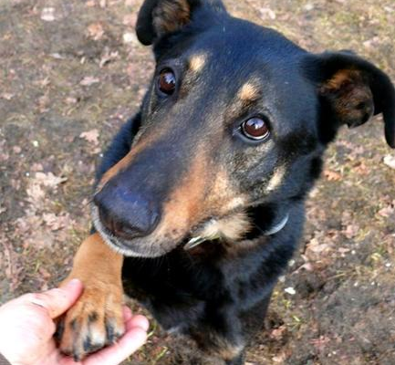 Ogłoszenie - Kocha dzieci i aportowanie - Pharell do adopcji!!