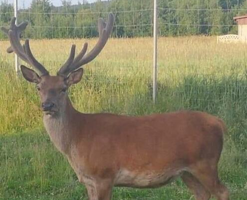 Ogłoszenie - Noclegi Swiętokrzyskie w Dolinie Wilkowskiej,, Pod Jeleniami - 50,00 zł