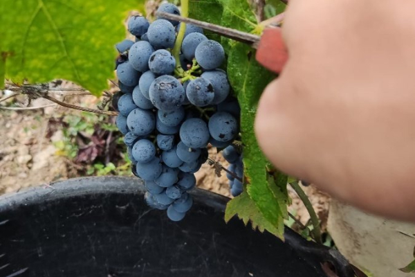 Ogłoszenie - Winobranie 2026 Francja