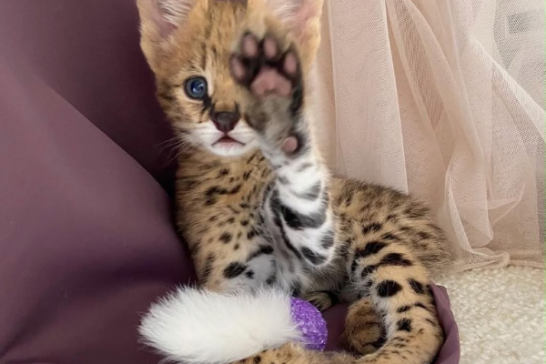 Ogłoszenie - Oferujemy kocięta rasy Savannah, Serwal i Karakal - 5,00 zł
